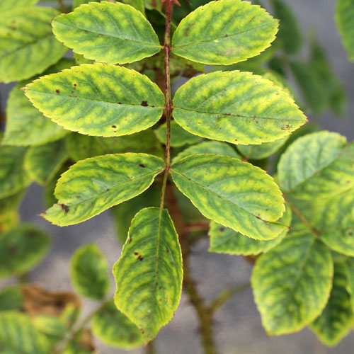 Manganese Deficiency